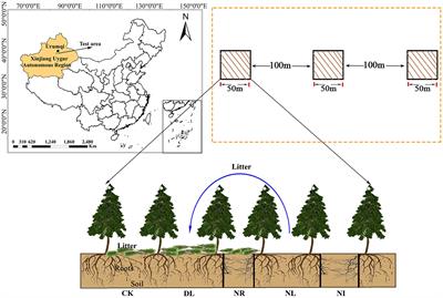 Effects of Litter and Root Manipulations on Soil Bacterial and Fungal Community Structure and Function in a Schrenk’s Spruce (Picea schrenkiana) Forest